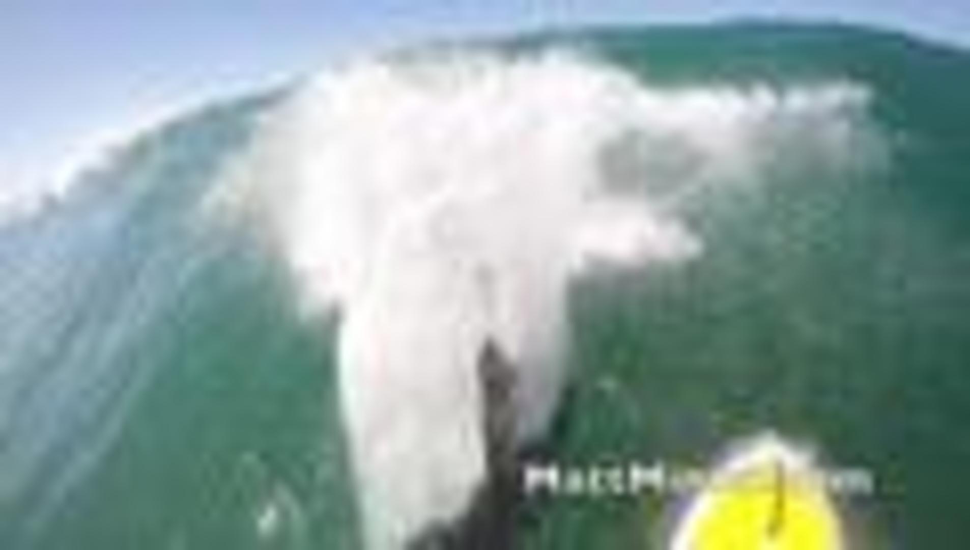 Dolphin Slams into Paddle Boarder Jukin Licensing(02)