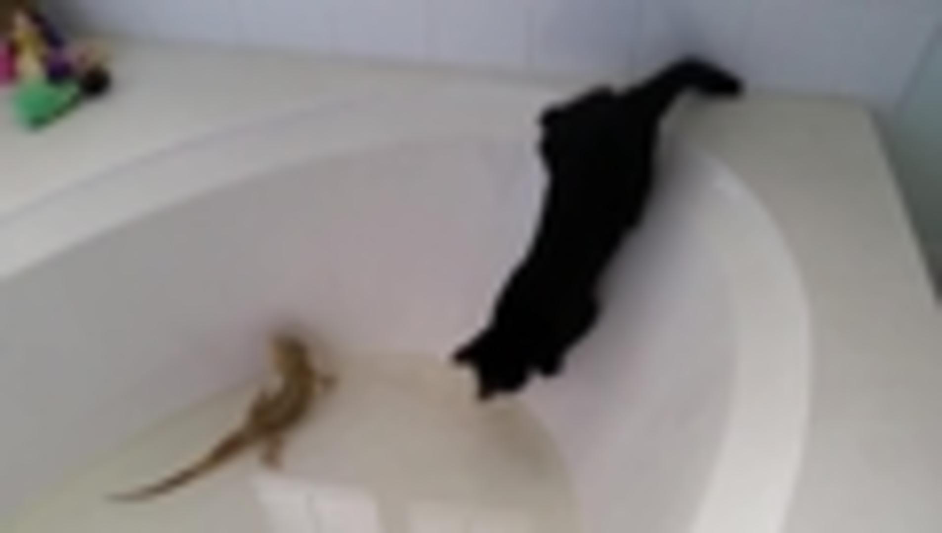 cat falls into tub