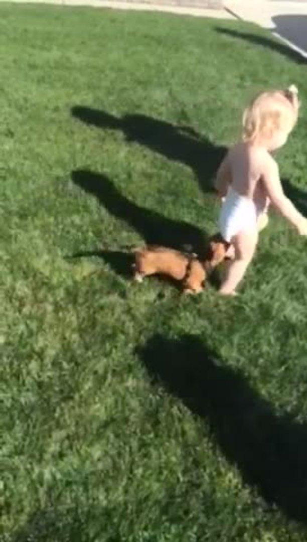 Dachshund Puppy Tries to Get Owner's Attention Jukin Media Inc