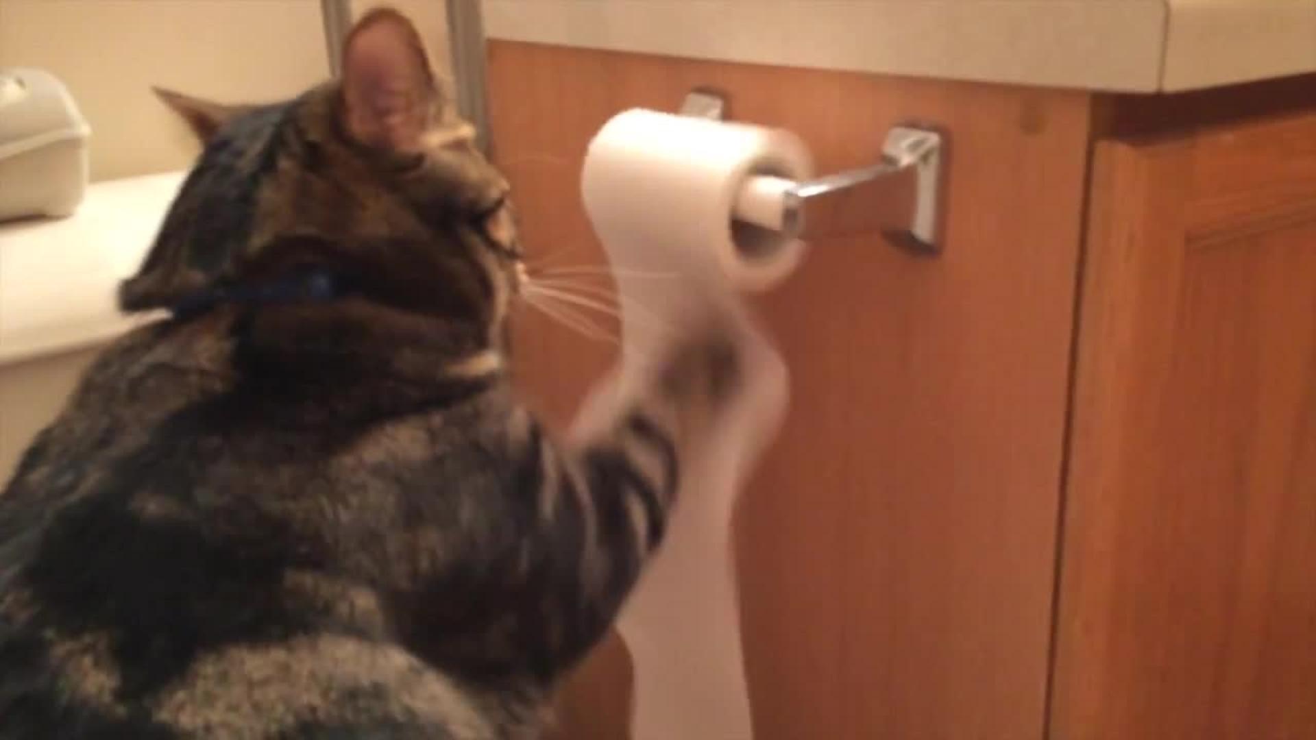 Cat Carries Toilet Paper Upstairs Jukin Media Inc