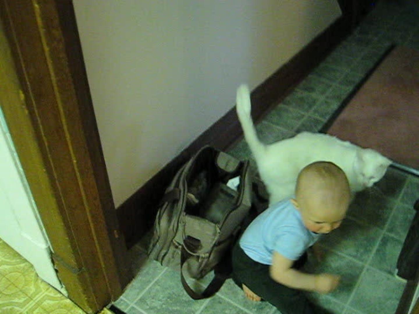 Cat Won't Leave Christmas Tree Alone at Leo Christy blog