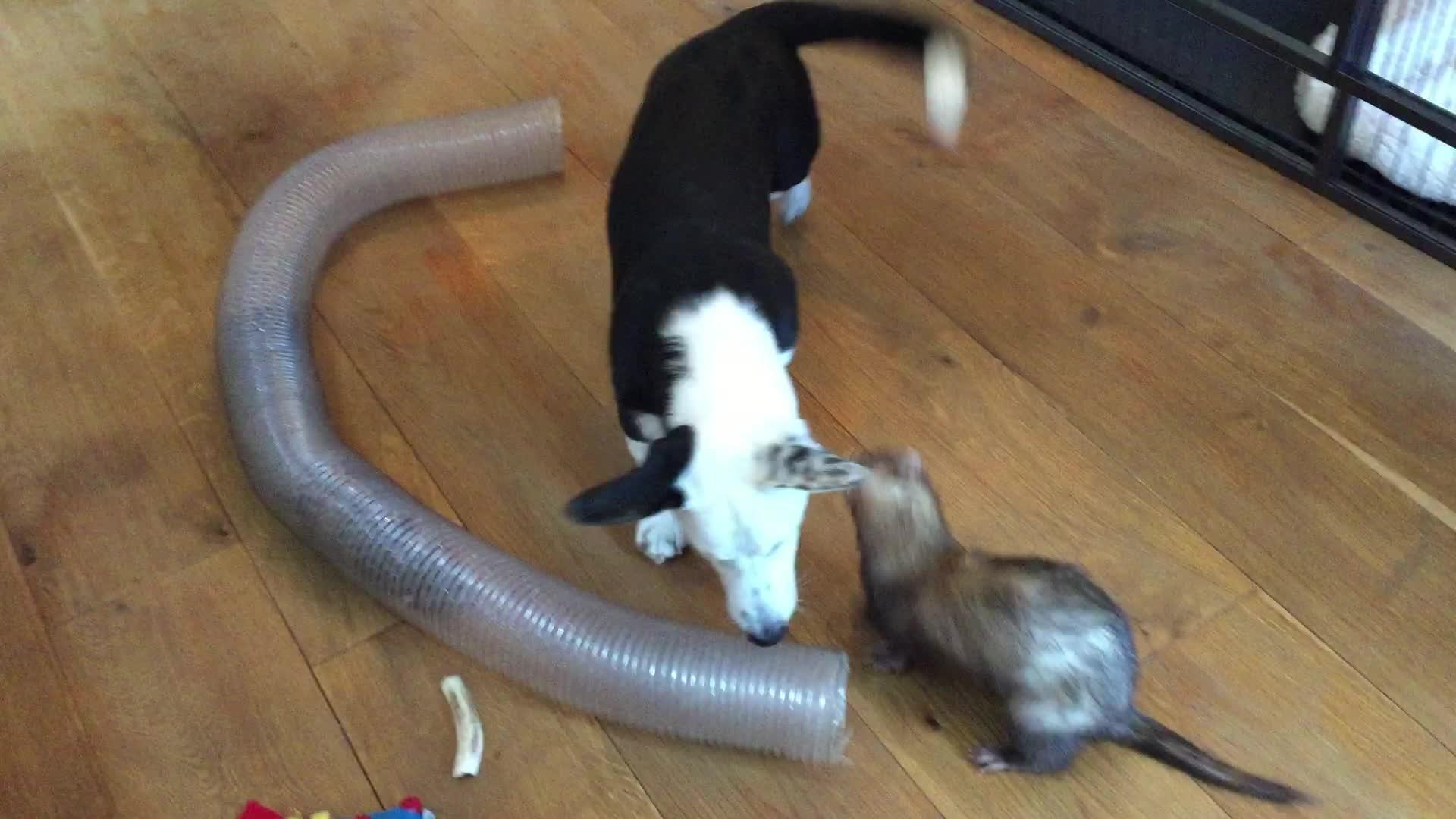 Ferret and Dog Puppy Playing Together Jukin Media Inc