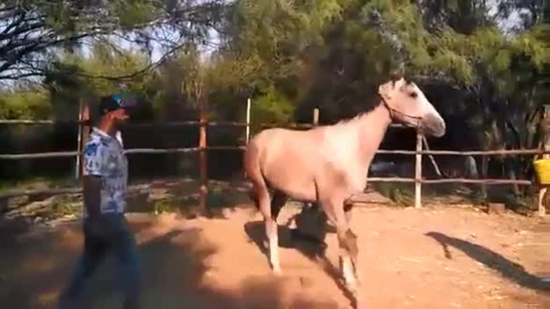 Horse Bites Man's Hand Jukin Licensing