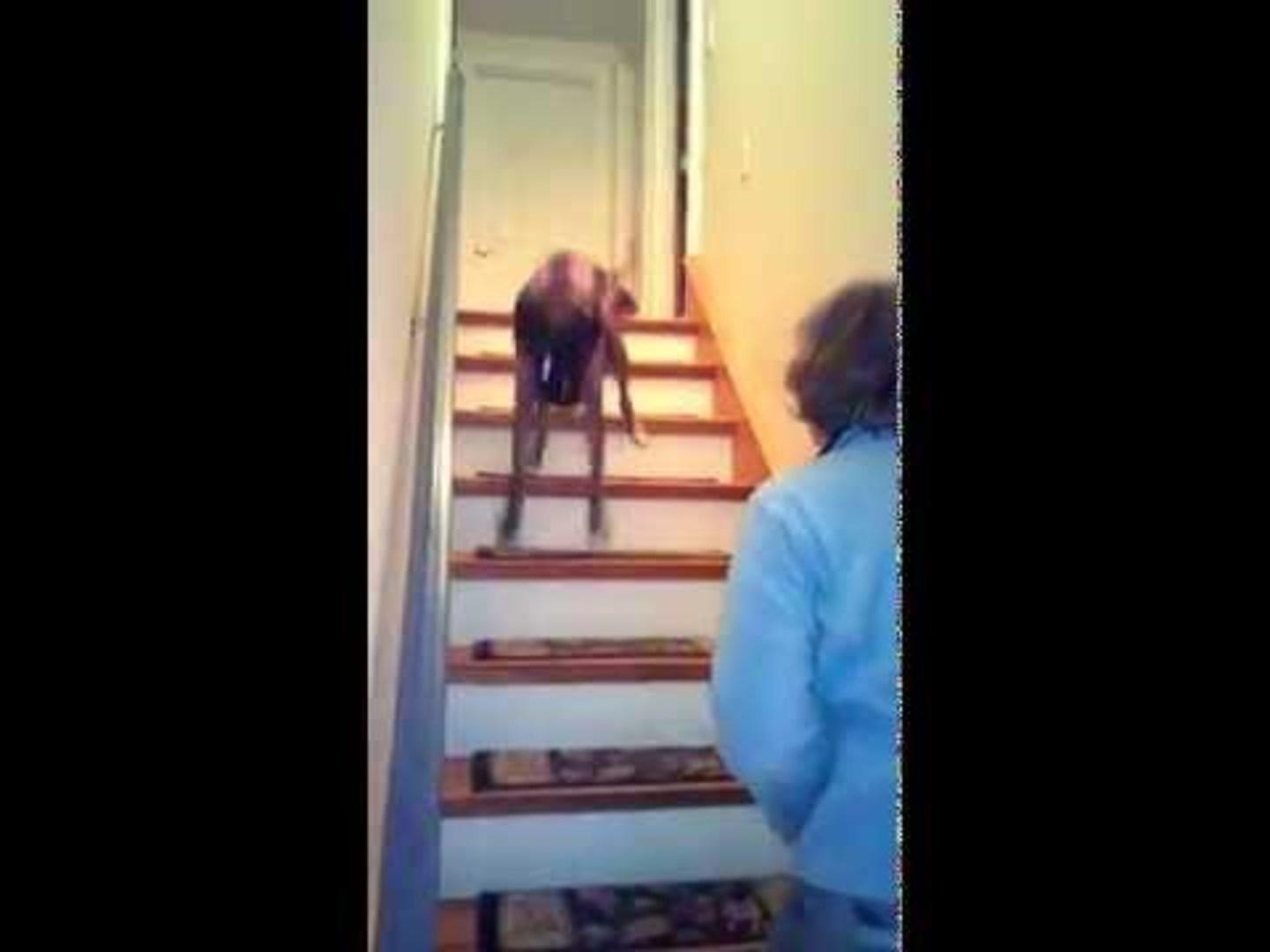 dog hops up stairs