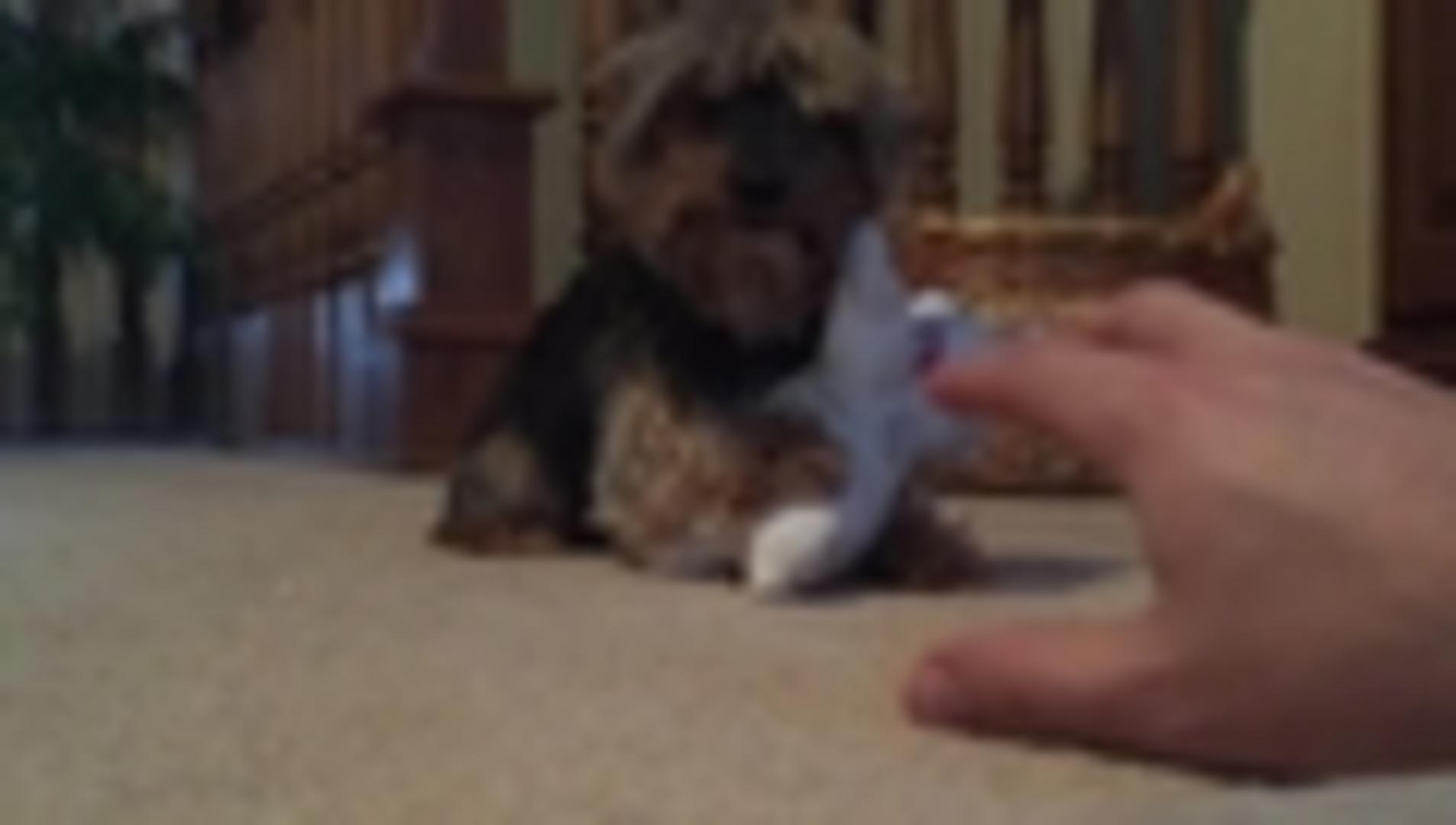 Dog Pulls at Toddler's Diaper Jukin Media Inc