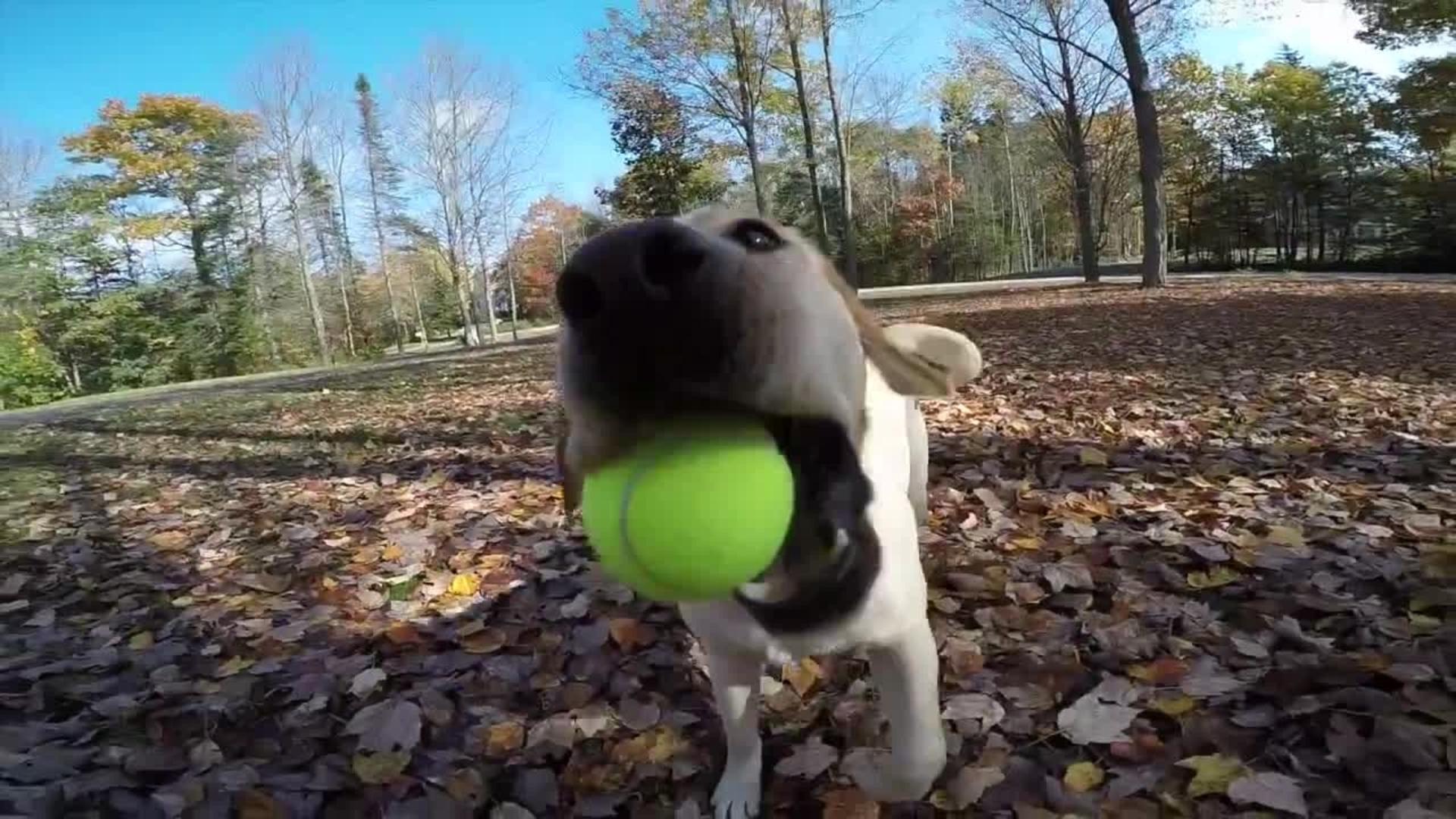 Dog Plays with GoPro Attached to Head Jukin Licensing