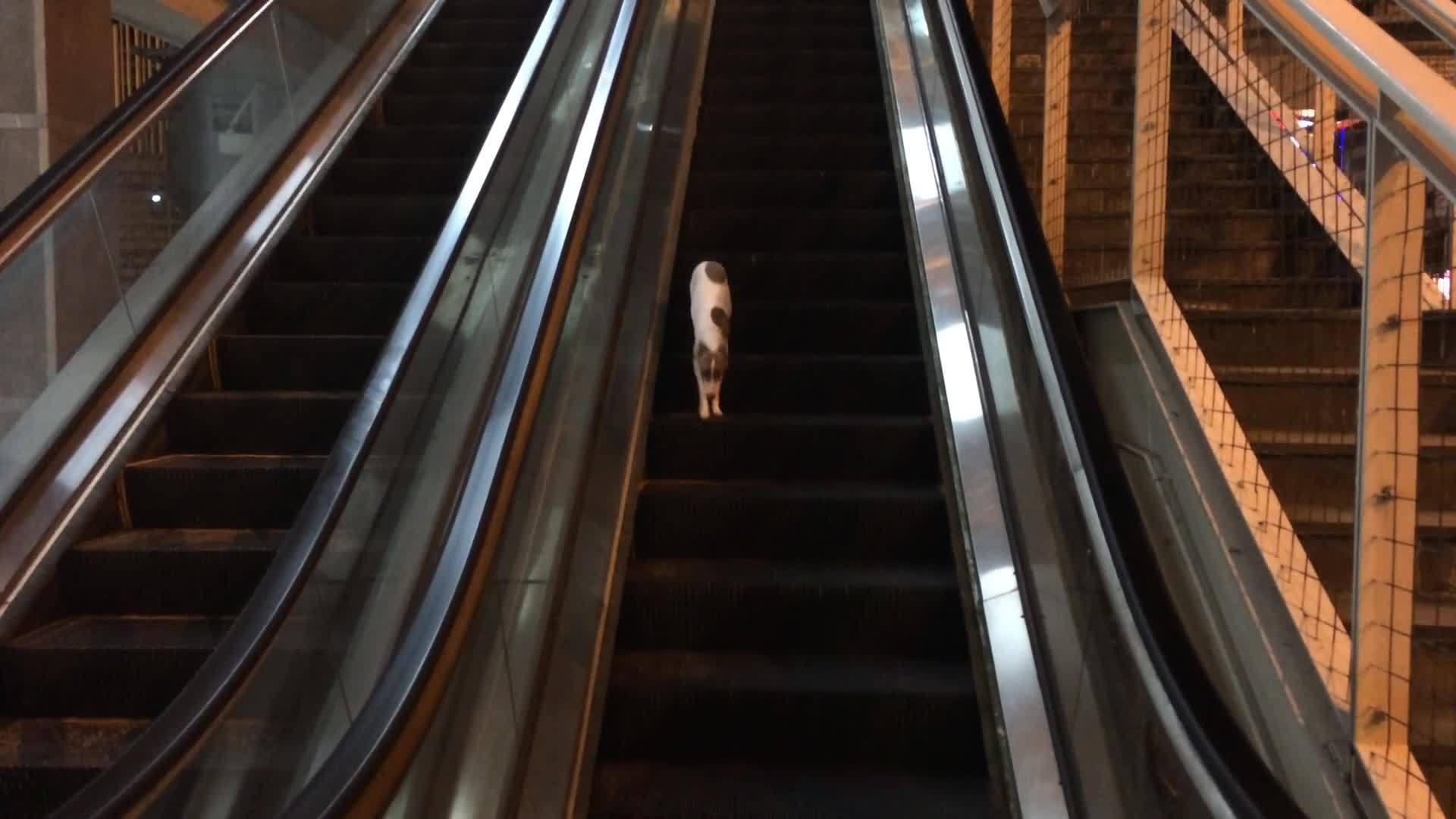 Cat Tries to Climb Down Escalator Moving in the Opposite Direction Jukin Media Inc