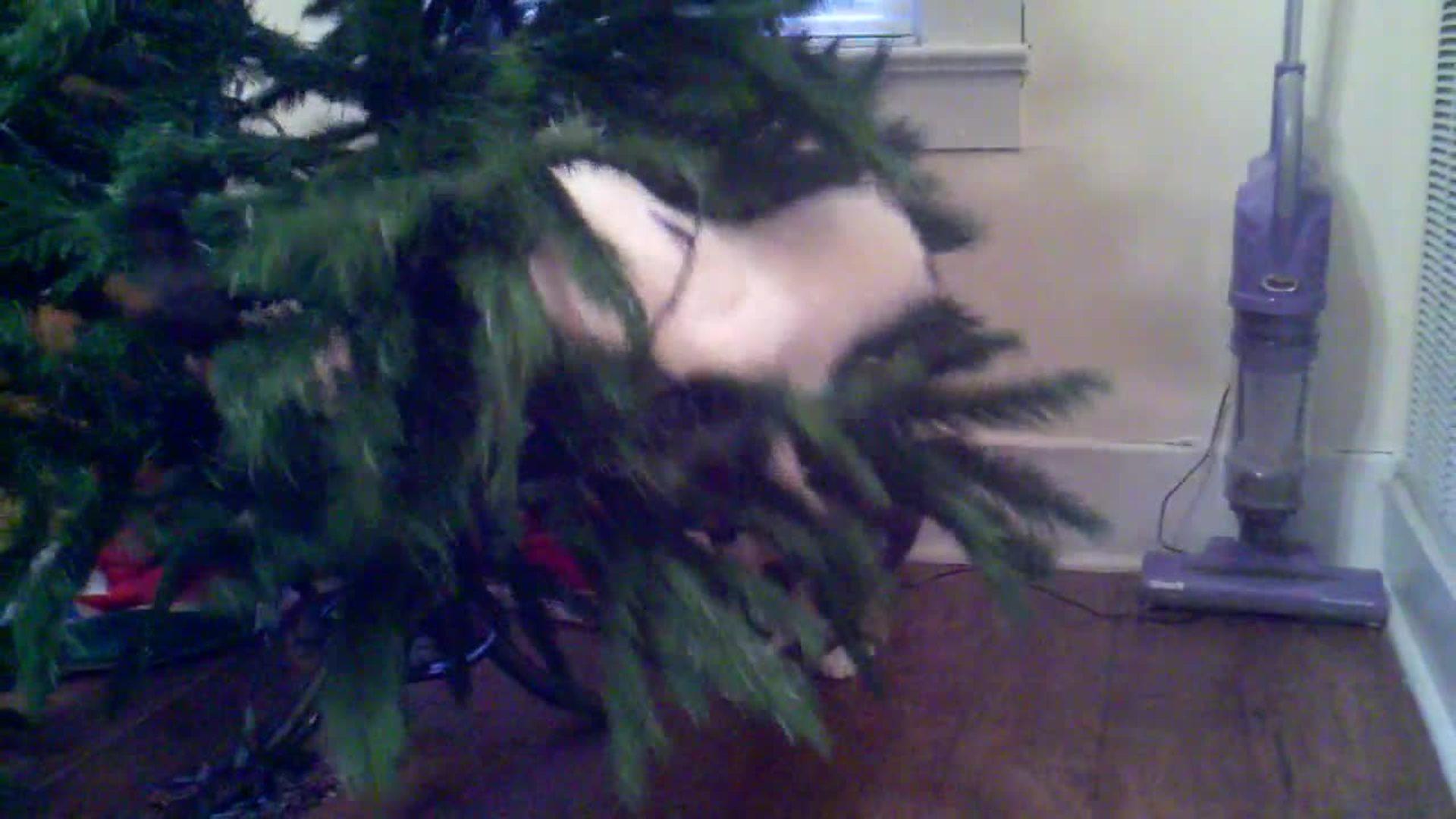 Kitten Knocks over Christmas Tree Jukin Media Inc