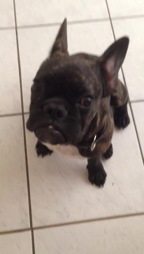 French Bulldog Makes Funny Crying Noises | Jukin Media Inc