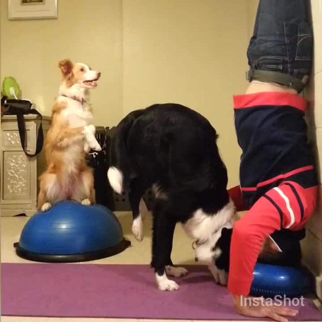 Dog Performs Handstand with Owner Jukin Licensing
