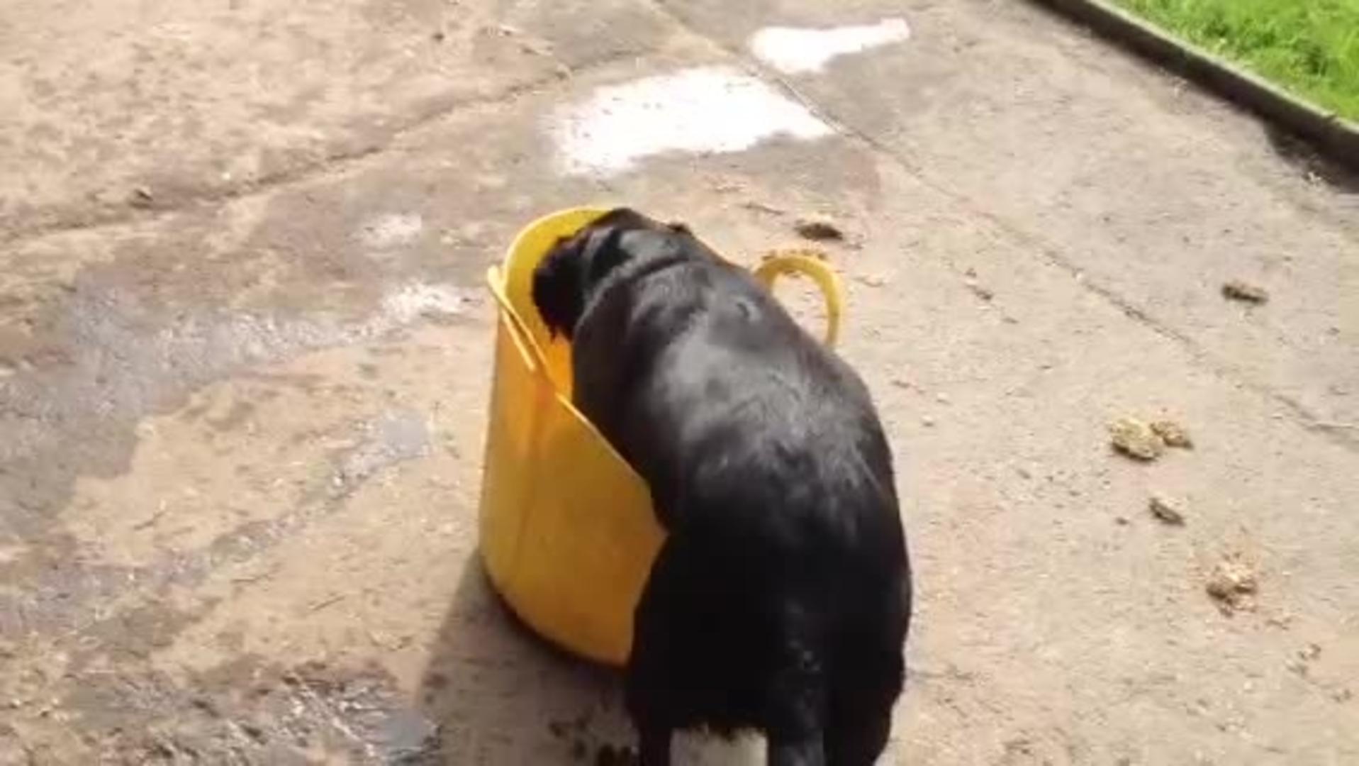 Cat Lands in Bucket of Water Jukin Media Inc