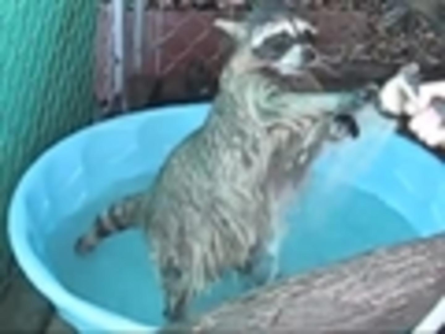 Baby Pet Raccoon Gets Bath Jukin Media Inc