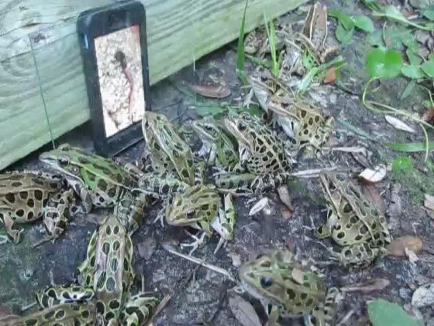 Frogs Try to Eat Worms in iPhone Video Jukin Licensing