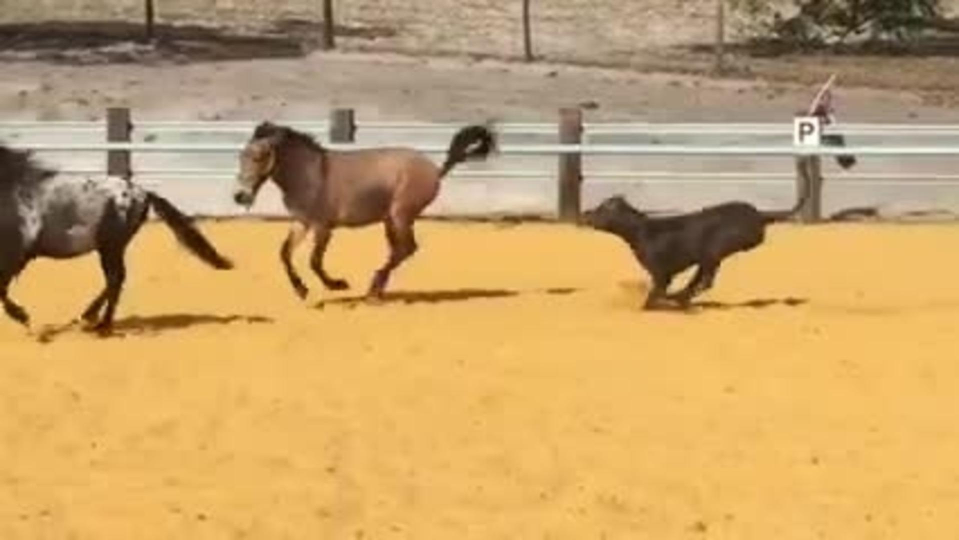 Horse and Dog Run Down St. Petersburg Street Jukin Media Inc