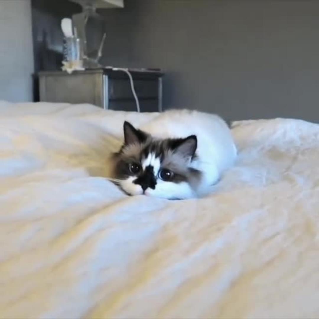 Adorable Cat Wiggling in Bed | Jukin Licensing