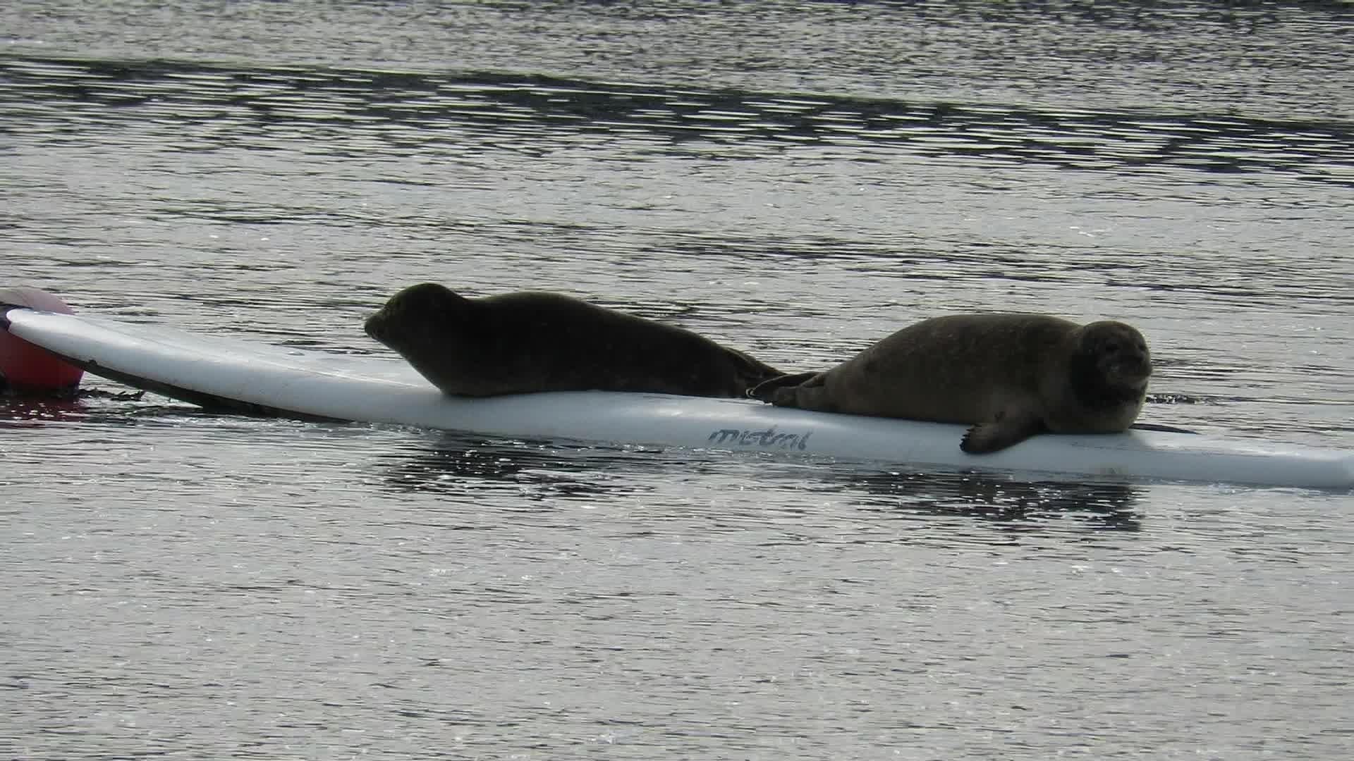 Seal Jumps On Surfer's Surfboard Jukin Media Inc