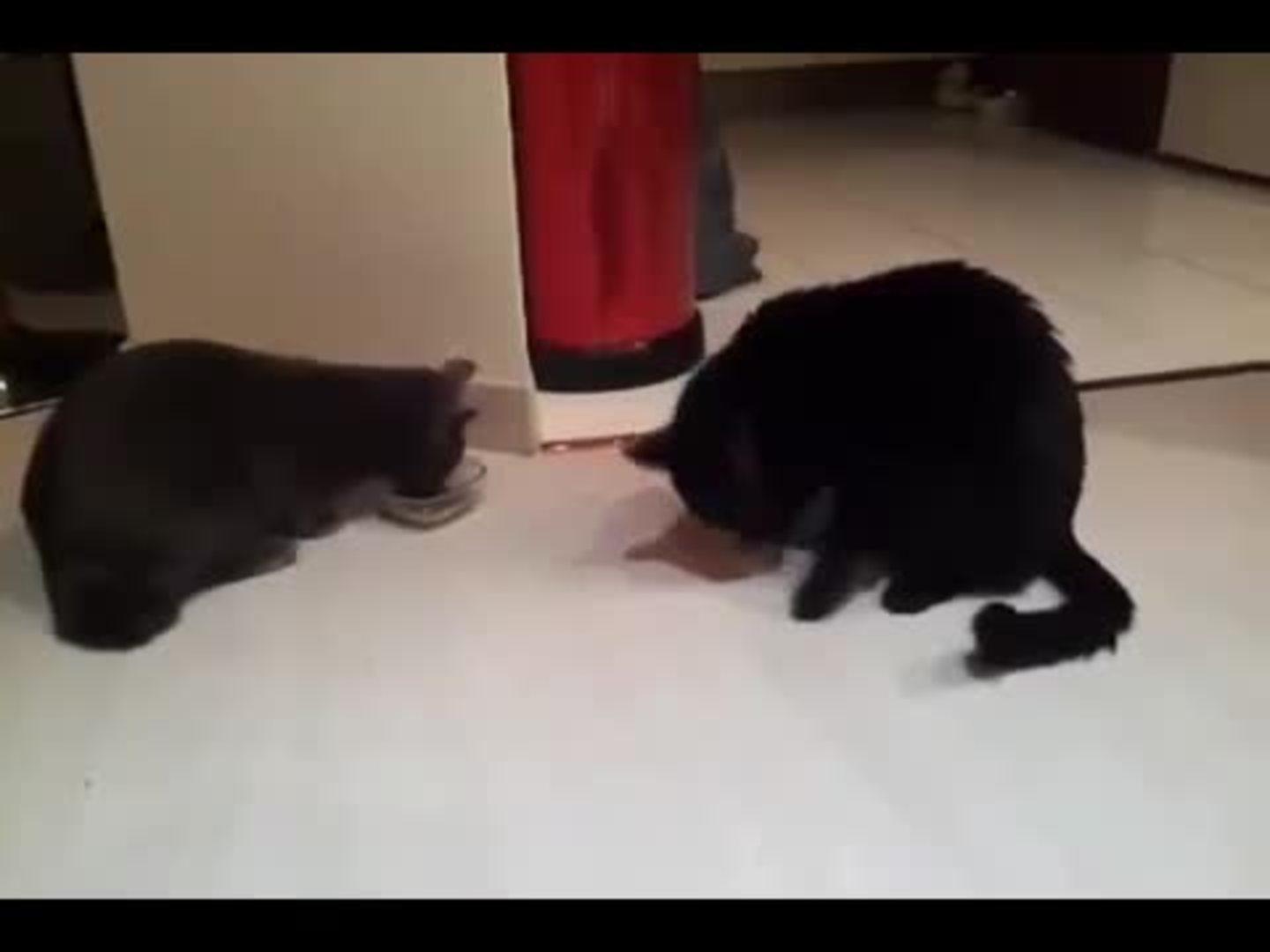 Cats Fight Over Food Bowl Jukin Media Inc