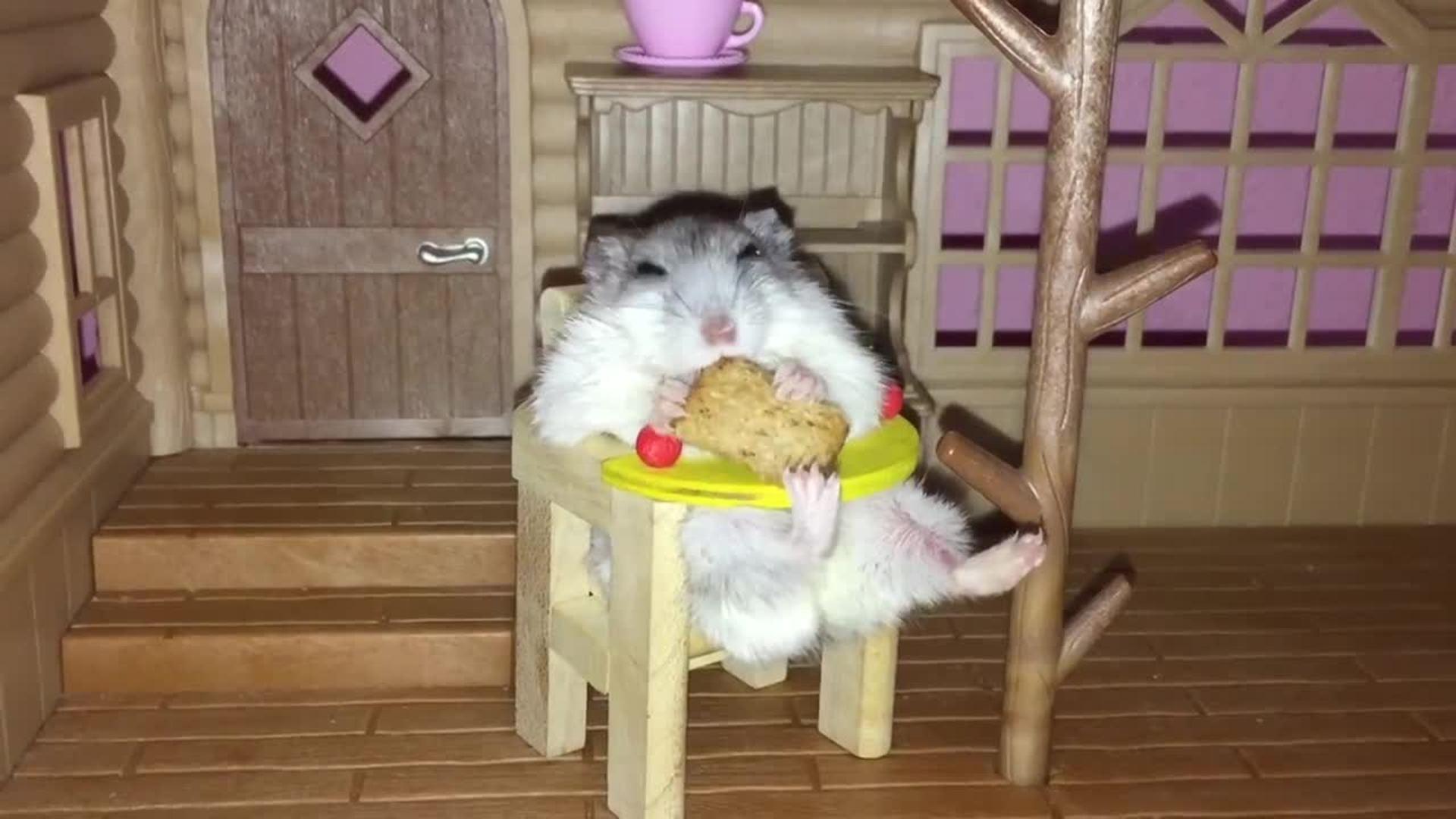 Evil Hamster Jukin Media Inc