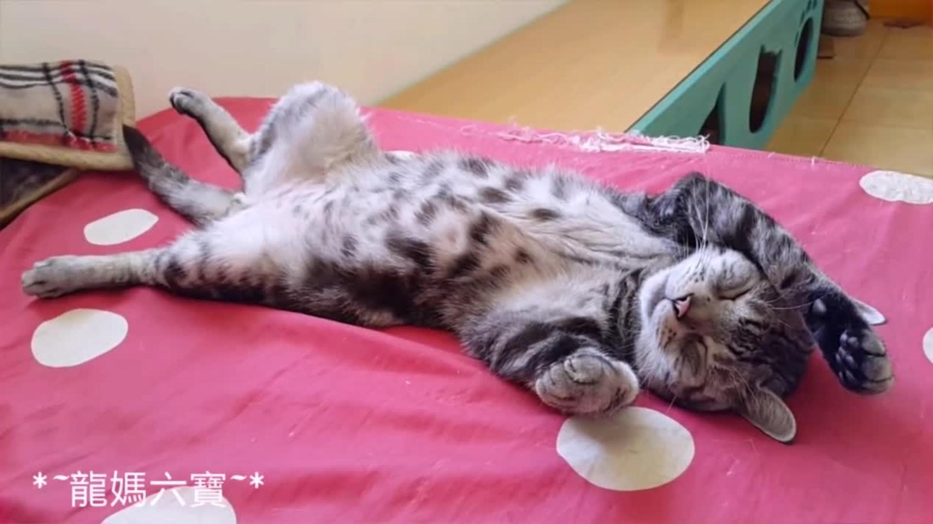 Cute Cat Wakes Up for Snack Jukin Licensing