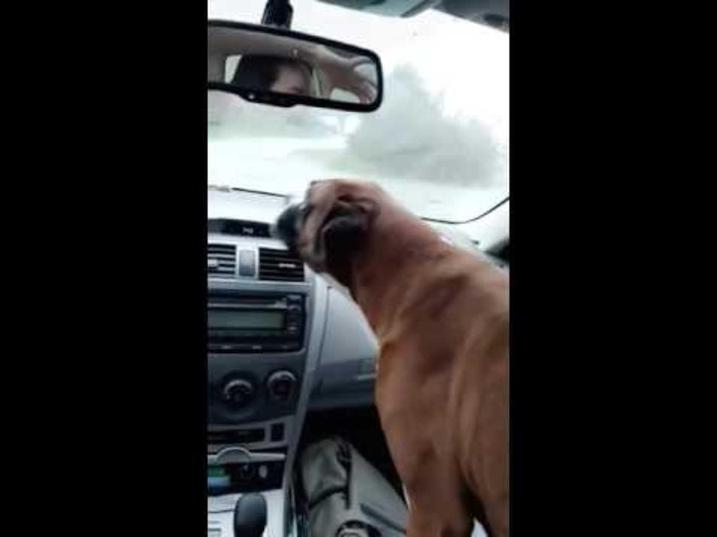 Dog Follows Windshield Wipers Jukin Licensing