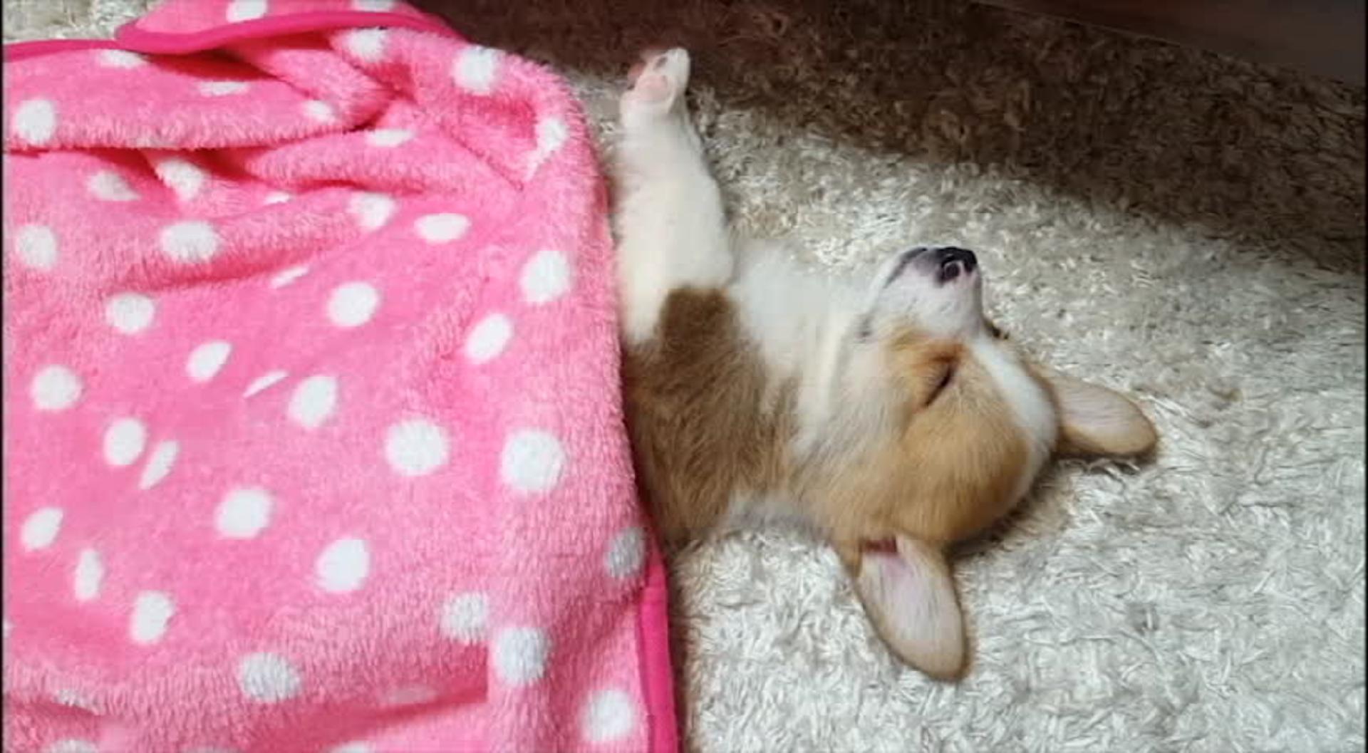 Dog Wants to Sleep More Jukin Licensing