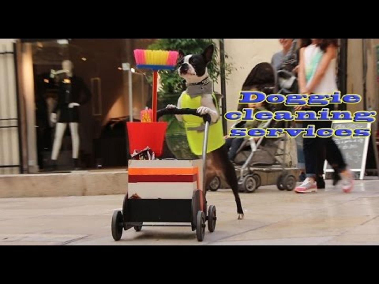 Boston Terriers Clean up the City Jukin Licensing