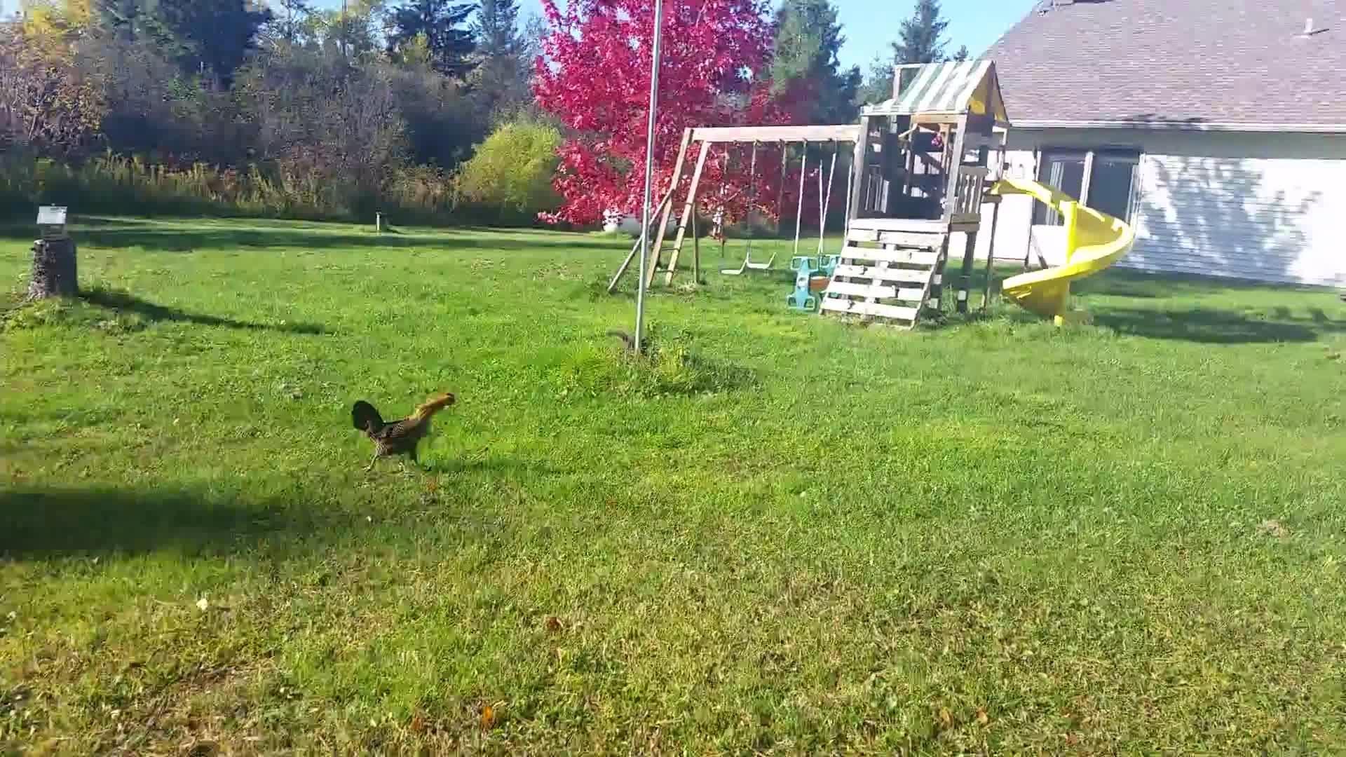 Hen Attacks Squirrel Jukin Licensing