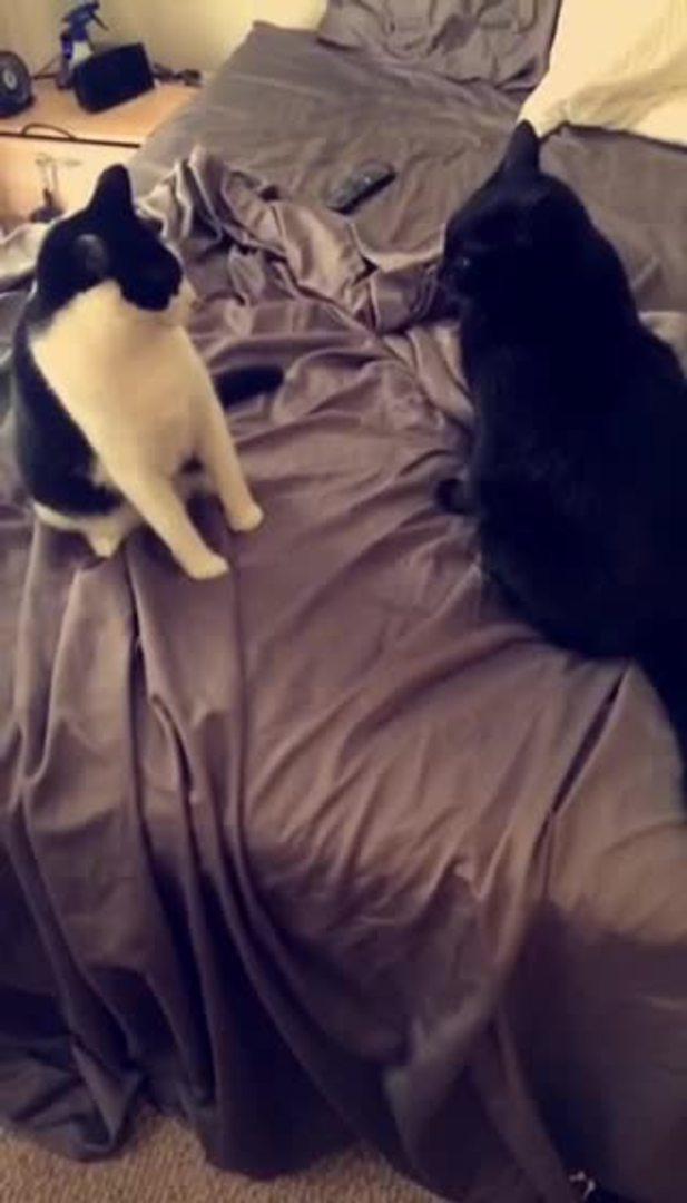 Kitten Standoff Jukin Licensing