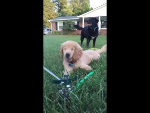 dog excitedly plays with sprinkler jukin media