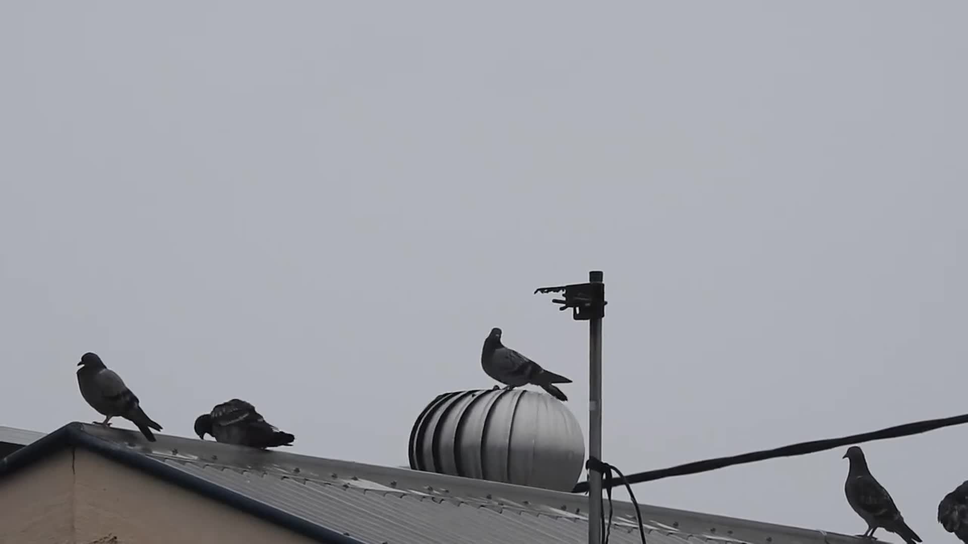 Bird Jumps off Roof Jukin Media Inc