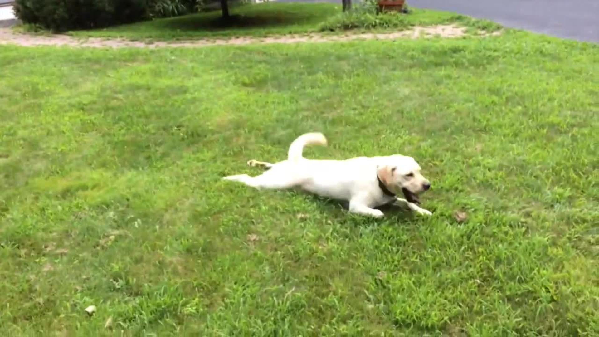 Dog Jumps into Hedge Bush Jukin Media Inc