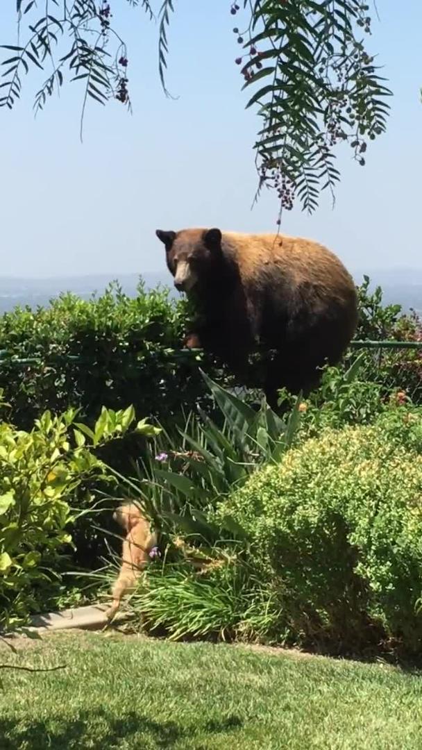 Dogs Scare Bear Away Jukin Licensing