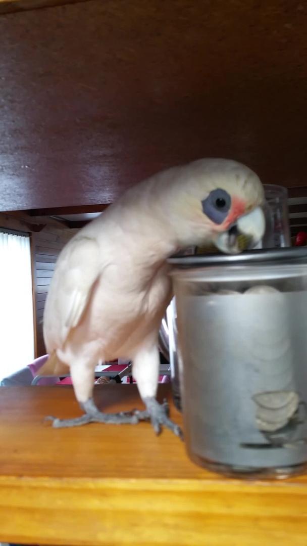 Parrot Throws Temper Tantrum Jukin Licensing