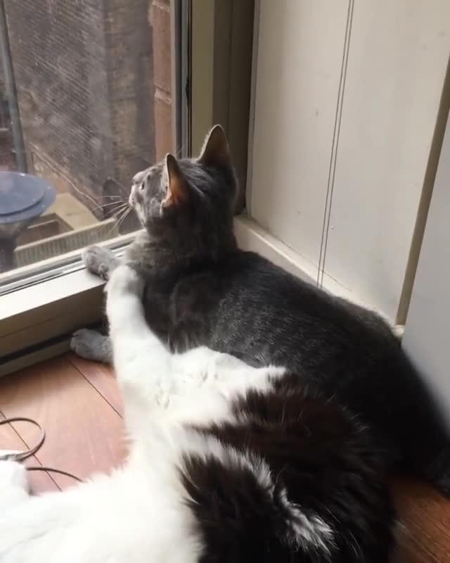 Cat Cleans Off Other Cat Jukin Licensing