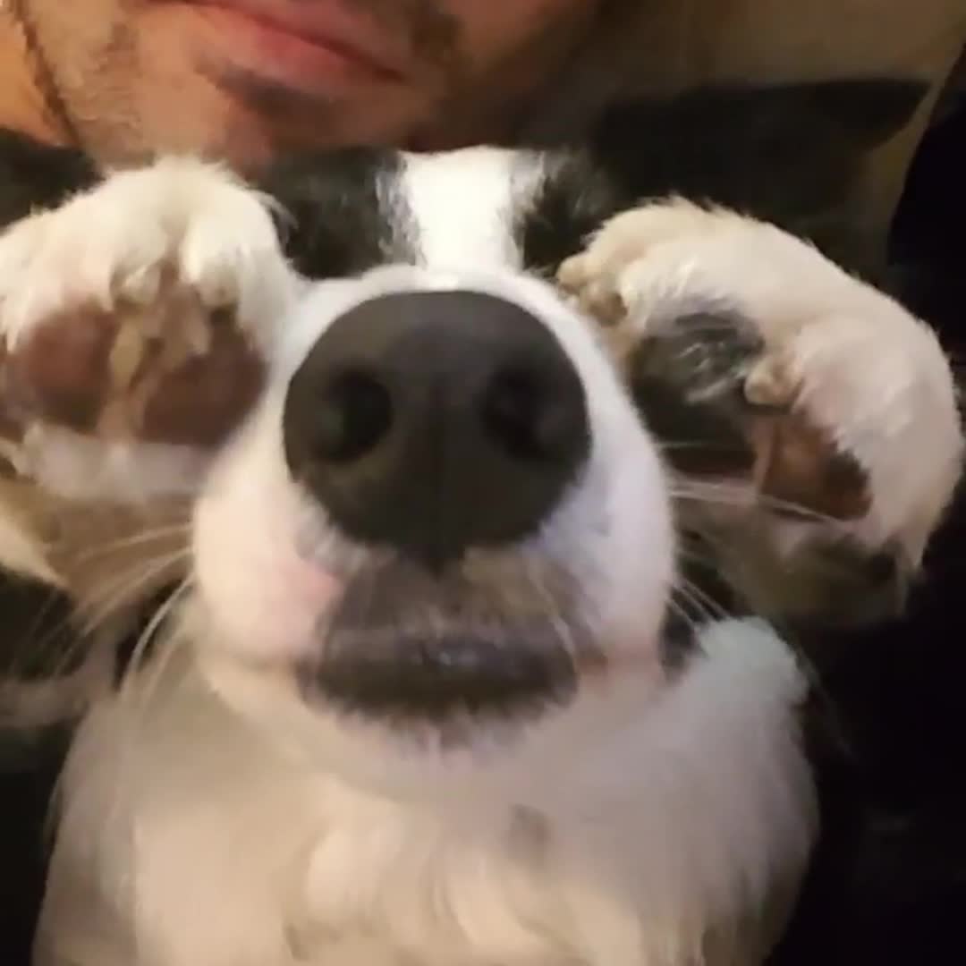 Dogs Cover Nose For Treats Jukin Media Inc