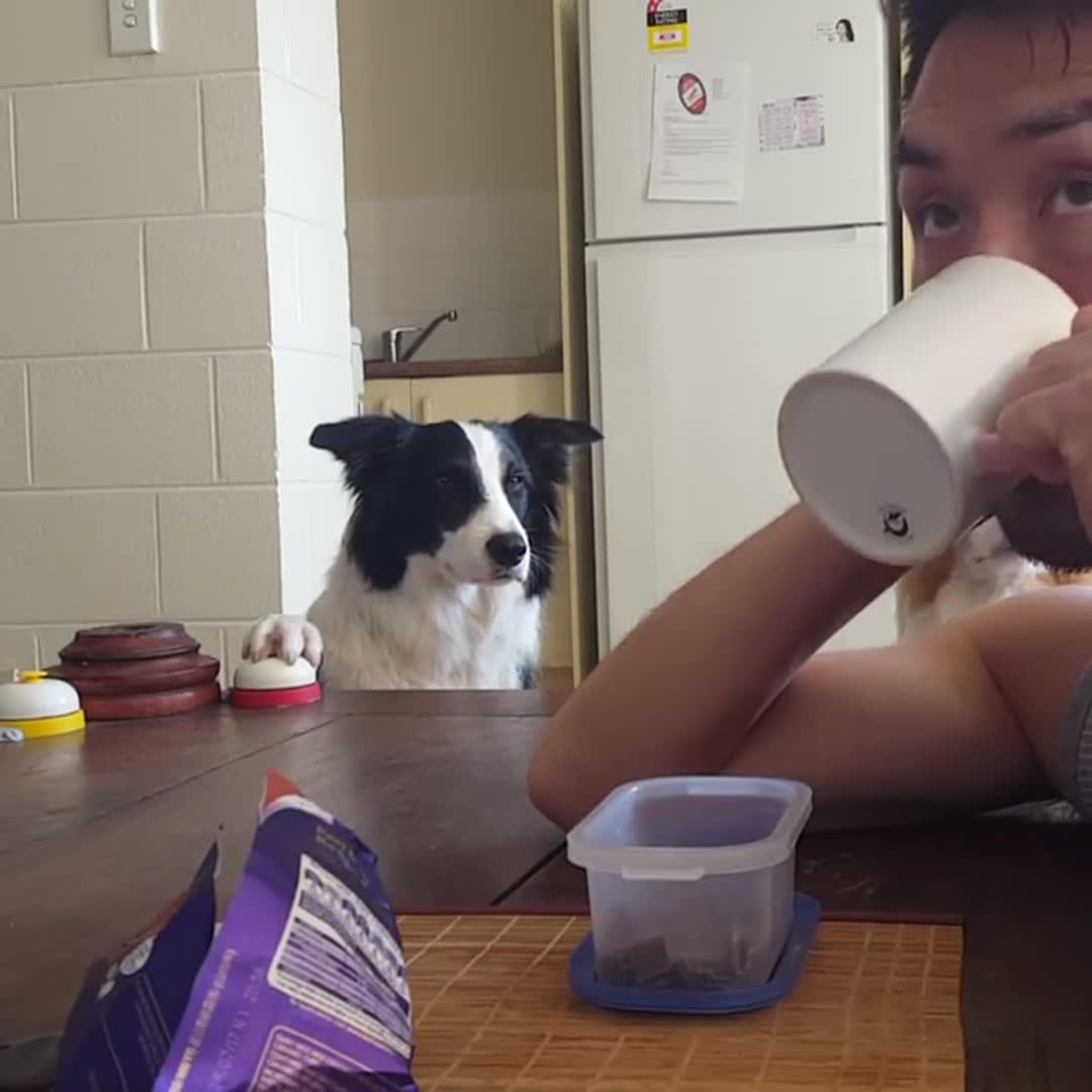 Dog Rings Bell With Paws Gets Rewarded With Ball Jukin Media Inc