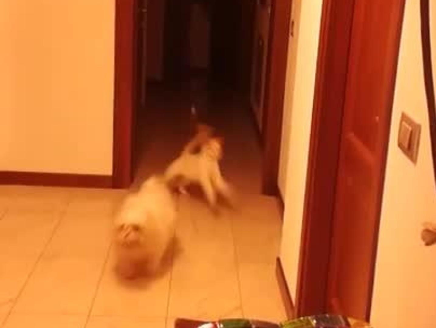 Cat Attacks Dog Playing Fetch Jukin Licensing