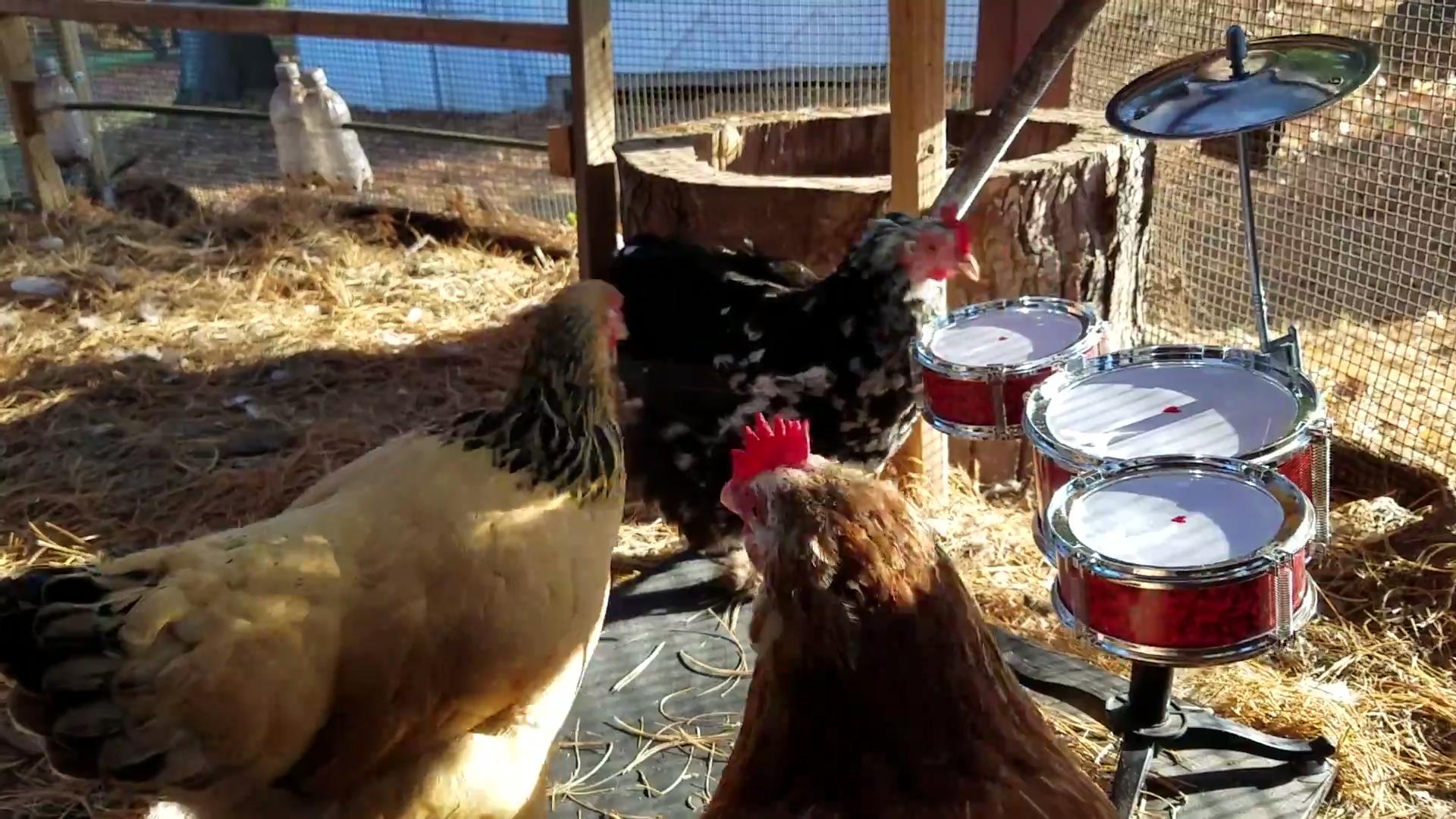 Turkey Stops Fight Between Roosters Jukin Media Inc