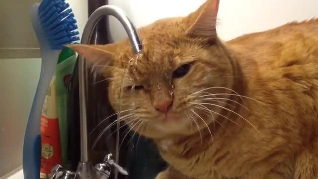 Cat Sticks Head Under Faucet Jukin Media Inc