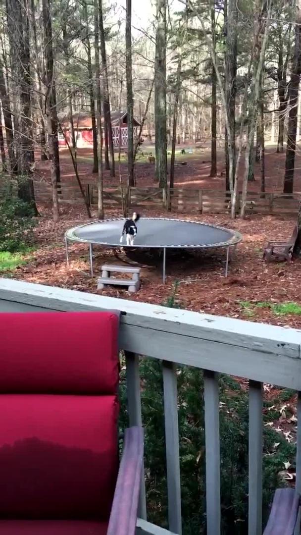 Dog Loves to Jump on Trampoline Jukin Licensing
