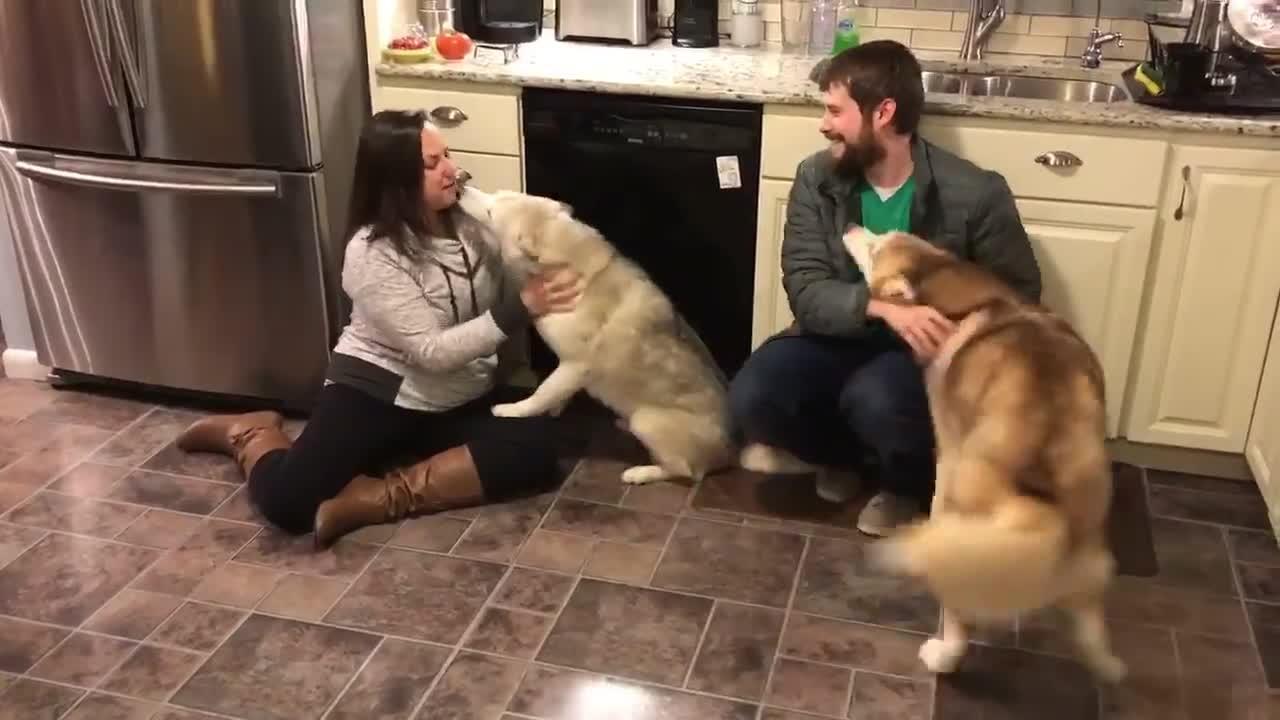 Dog Excited to Be Reunited with Owner Jukin Media Inc