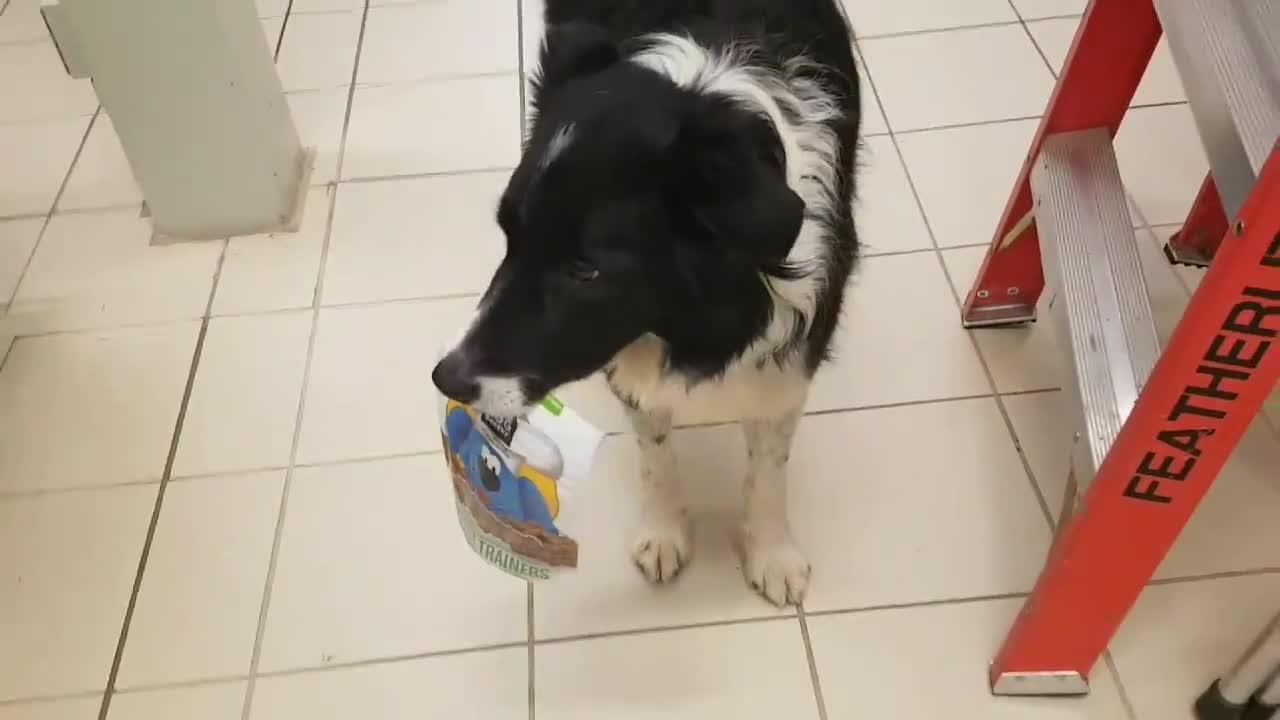 Dog Picks Out Own Treats Jukin Licensing