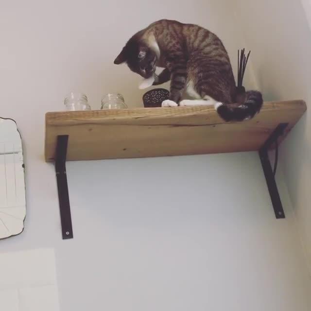 Cat Pulls Gauze out of Jars Jukin Licensing