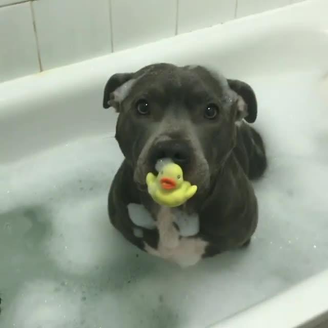 Dog Sucks on Pacifier Jukin Media Inc