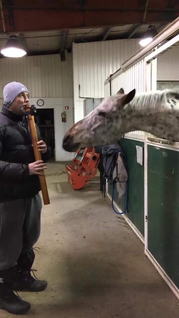 Horse Bobs Head to Instrument Jukin Licensing