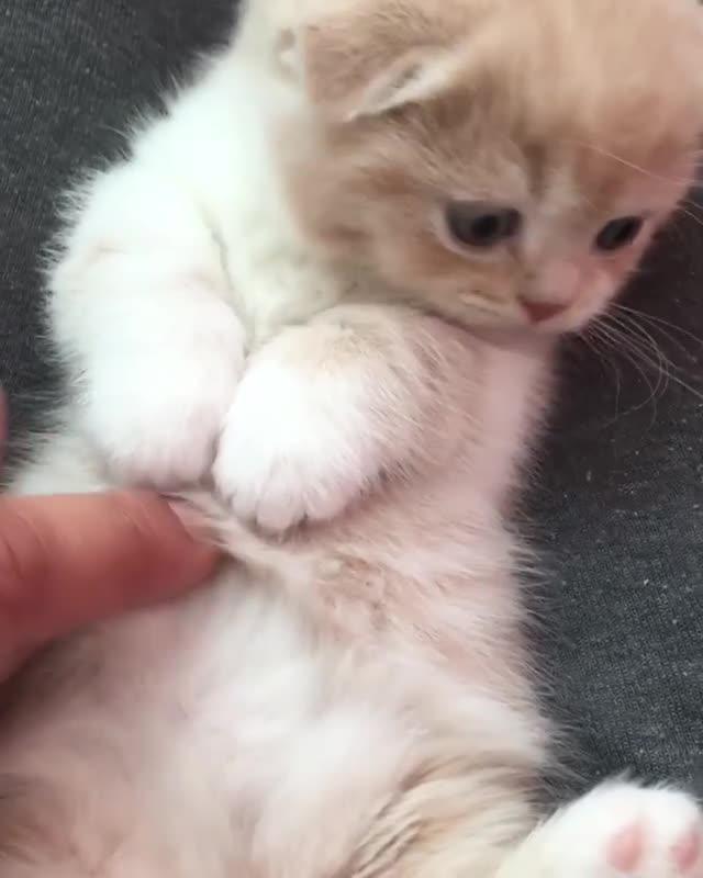 Kitten Gets Belly Rubs Jukin Licensing