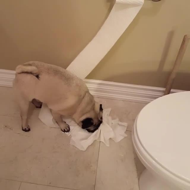 Dog Pulls Toilet Paper Across House Jukin Media Inc