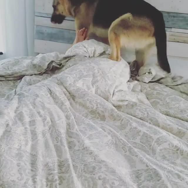 Dog Wakes up Owner by Jumping on Bed Jukin Media Inc