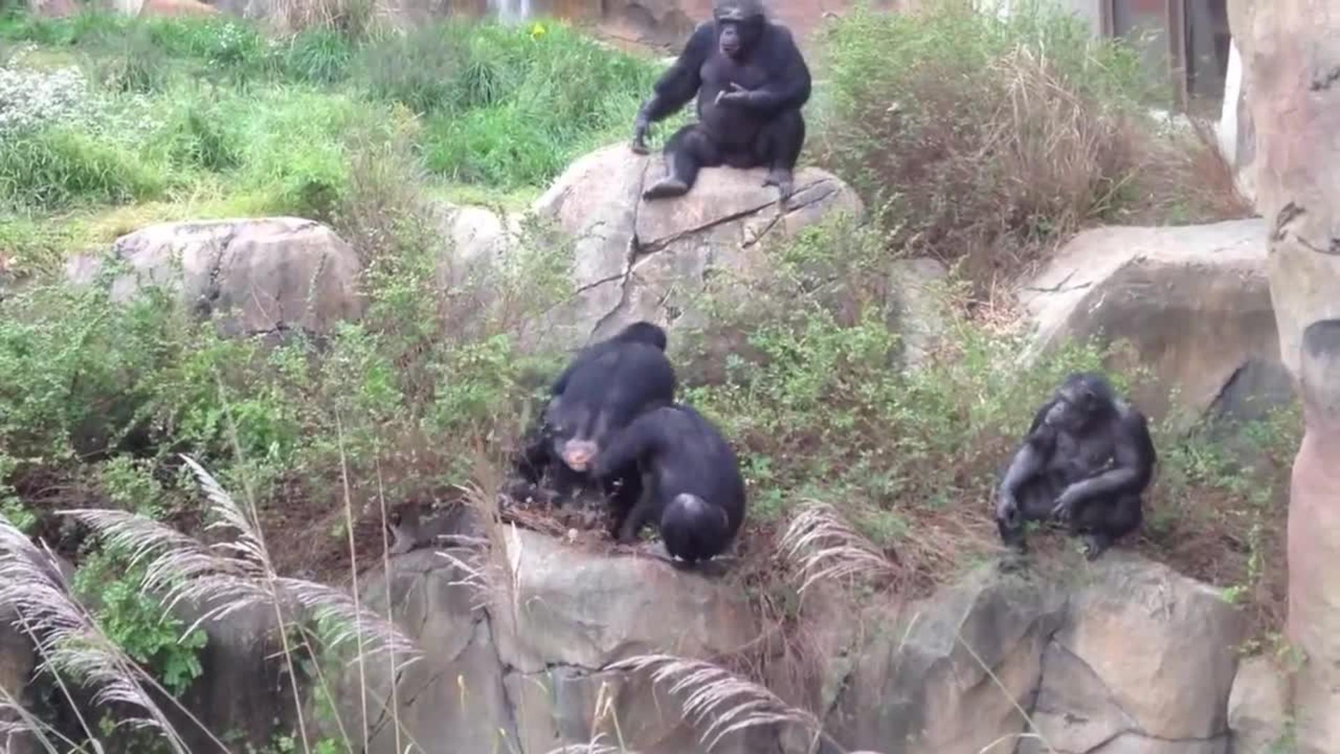 Chimp Throws Raccoon Jukin Licensing