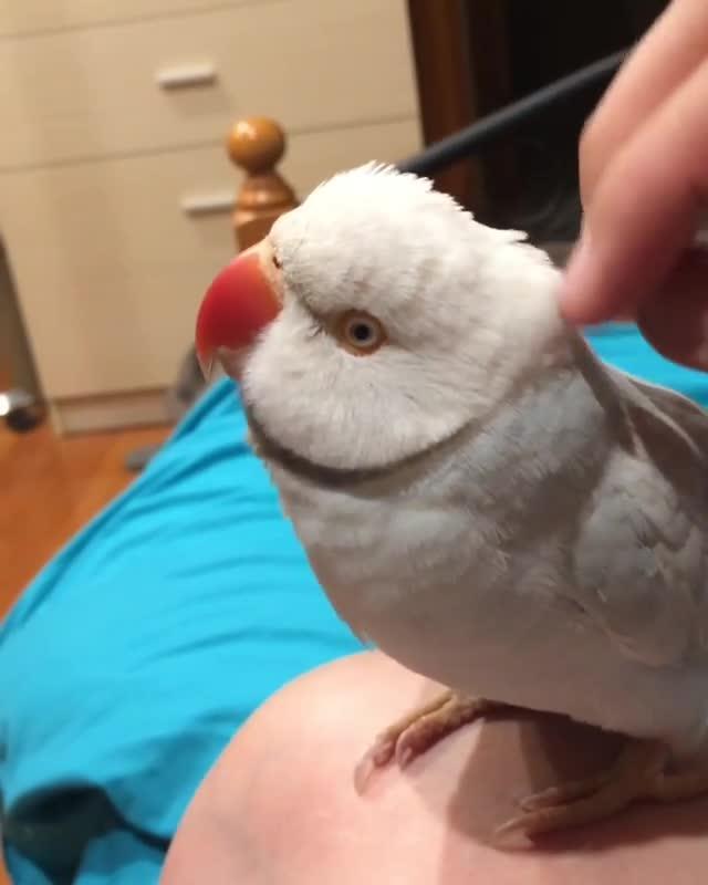Bird Makes Lots of Noise While Being Pet Jukin Licensing